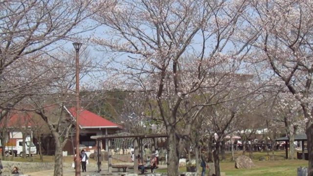 日本。3月。位于濑沼湖岸边的柏川市公园。樱花橱柜。视频素材