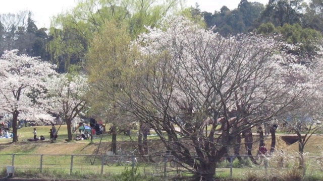 日本。3月。位于濑沼湖岸边的柏川市公园。樱花橱柜。视频素材