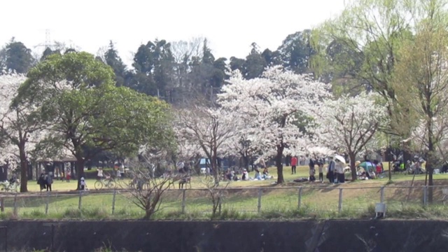 日本。3月。位于濑沼湖岸边的柏川市公园。樱花橱柜。视频素材