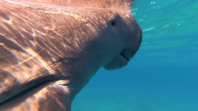 海牛在海里游泳。视频素材