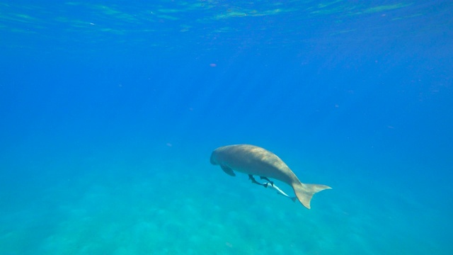 海牛在海里游泳。视频素材