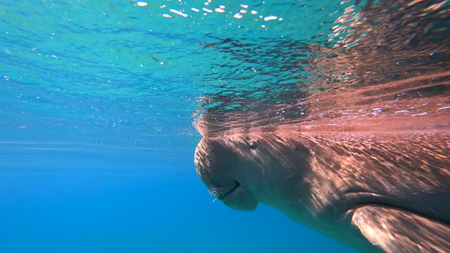 海牛在海里游泳。视频素材