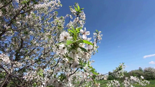 盛开的樱桃树枝在风中摇摆。视频素材