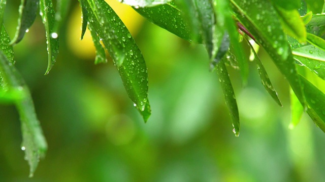 雨天的风景视频素材