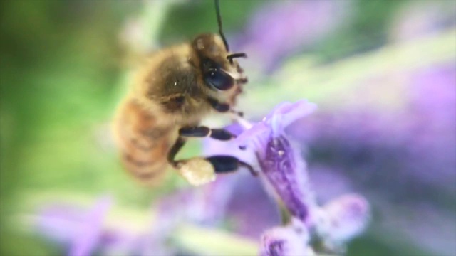 蜜蜂和花视频素材