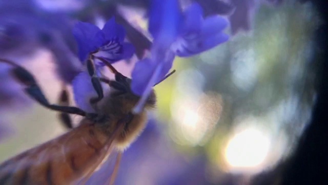 蜜蜂和花视频素材