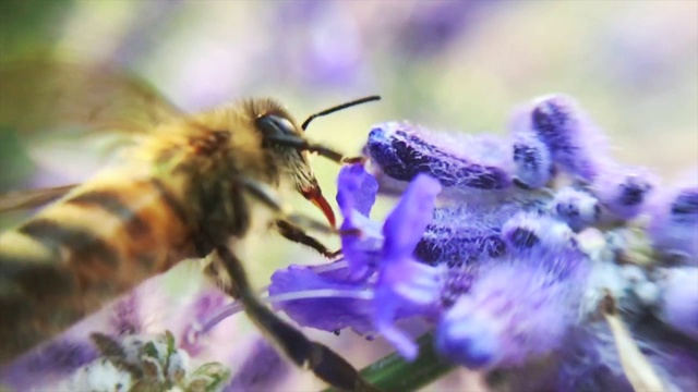 蜜蜂和花视频素材