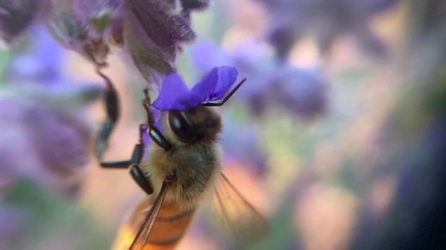 蜜蜂和花视频素材