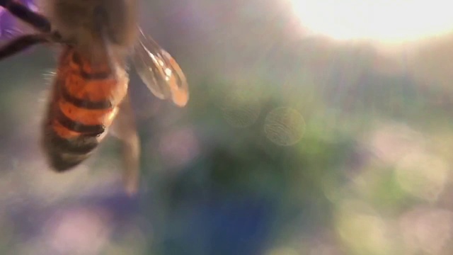 蜜蜂和花视频素材