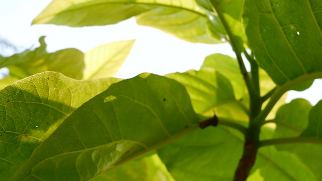 热带绿叶植物与阳光透过微光。视频素材