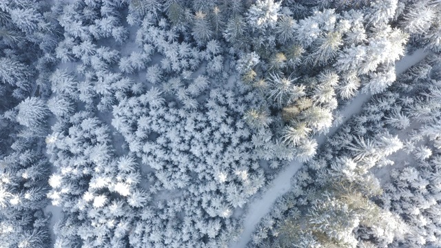 鸟瞰图冰冻森林与积雪覆盖的树木在冬天。飞越冬季森林，俯视图视频素材