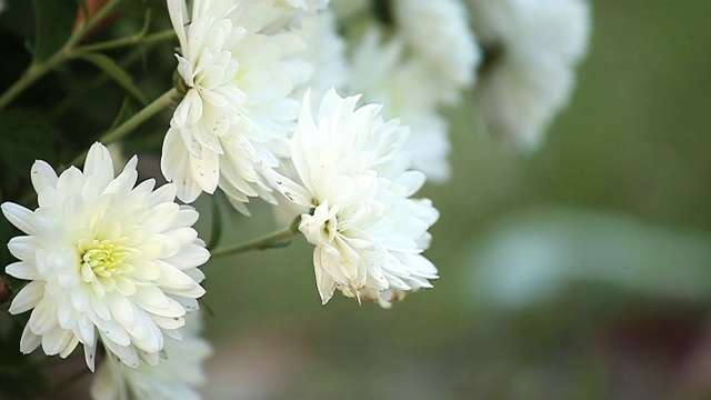 美丽的白色菊花视频素材