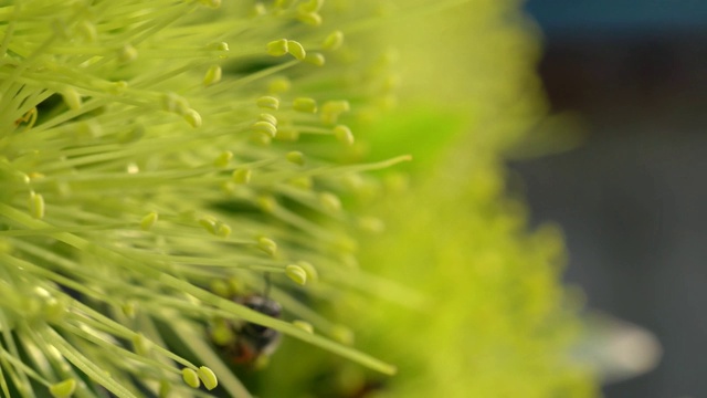 蜜蜂在黄花上采集花粉，蜜蜂在模糊的背景中飞过黄花视频素材