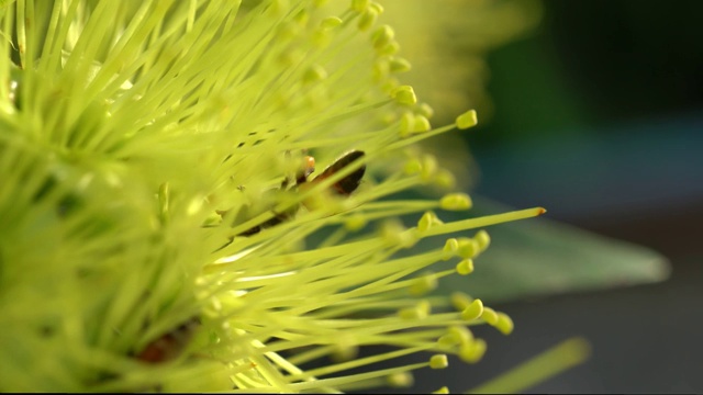 蜜蜂在黄花上采集花粉，蜜蜂在模糊的背景中飞过黄花视频素材