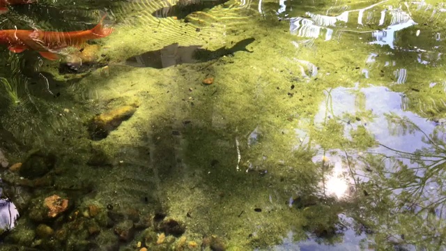 湖里有锦鲤视频素材