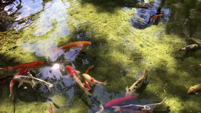 湖里有锦鲤视频素材