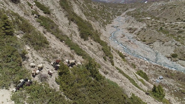 一群山羊在河峡谷的岩石斜坡上吃草，雪峰尽收眼底视频素材