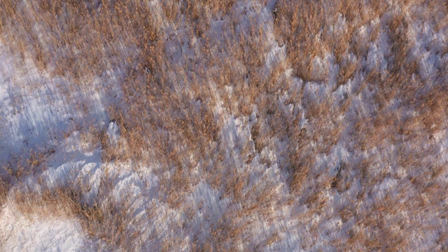 空中向前自上而下:芦苇在一个冻结的雪沼泽与山视频素材