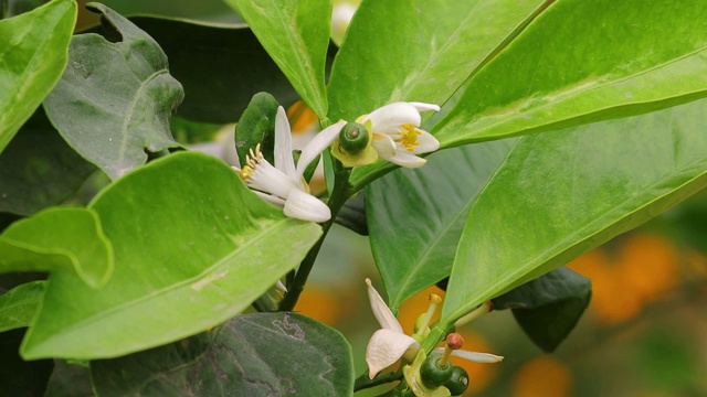 柠檬花视频素材