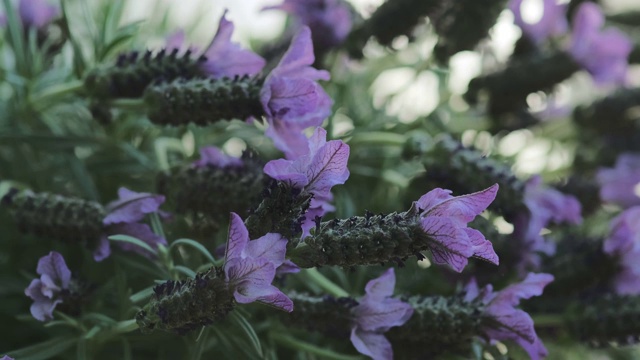 近距离的丁香花在风中摇曳视频素材