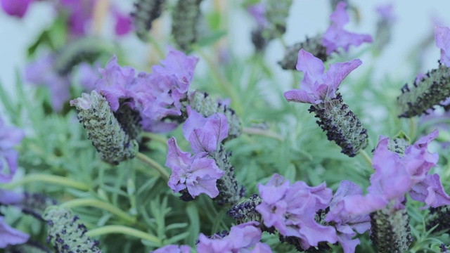 近距离的丁香花在风中摇曳视频素材