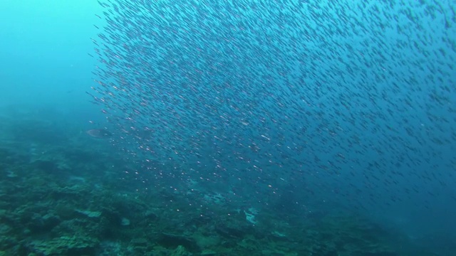 小鱼在浑浊的水中打着饵视频素材