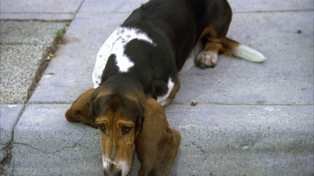 巴塞特猎犬在人行道上躺下，汪汪叫，然后摇尾巴视频素材