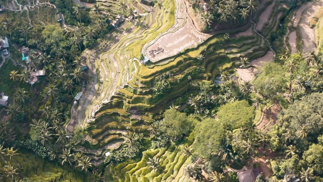 印尼巴厘岛乌布的Tegallalang梯田航拍照片视频素材