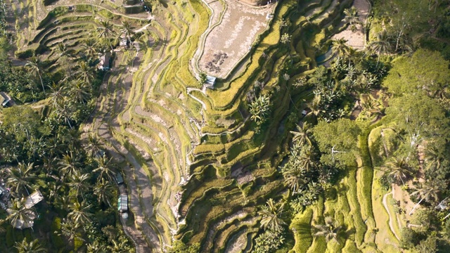 印尼巴厘岛乌布的Tegallalang梯田航拍照片视频素材