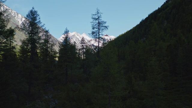 暗密的针叶林，翠绿的雪松和落叶松生长在雪峰旁视频素材