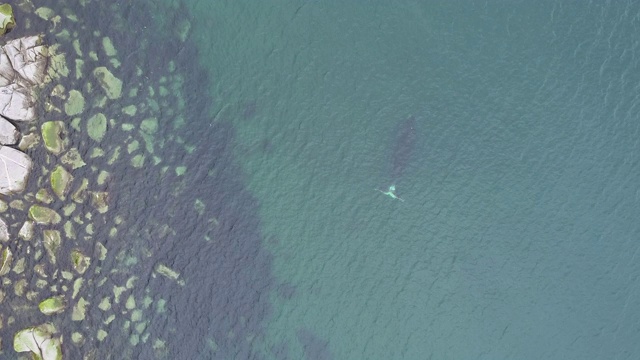 鸟瞰图的弓头鲸游泳在浅水附近的岩石海岸线在鄂霍次克海，俄罗斯。视频素材