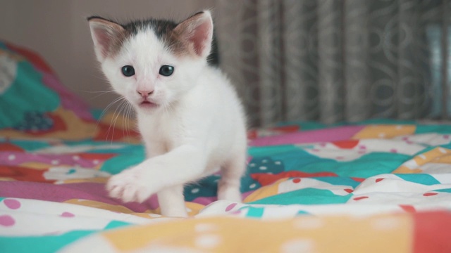 喵喵叫的小猫，彩色背景上的小猫。可爱的新生宠物，猫是喵视频素材