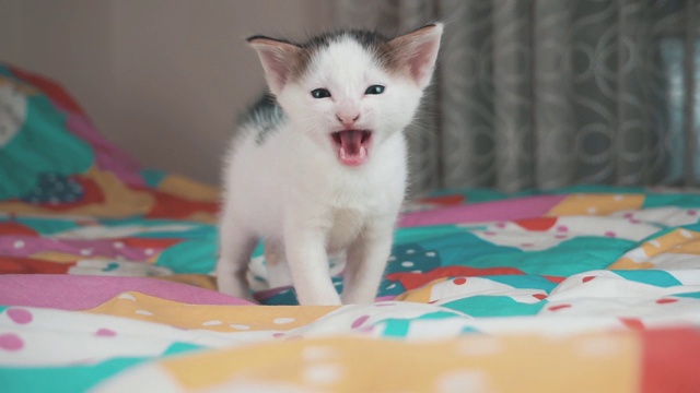 喵喵叫的小猫，彩色背景上的小猫。可爱的新生宠物，猫是喵视频素材