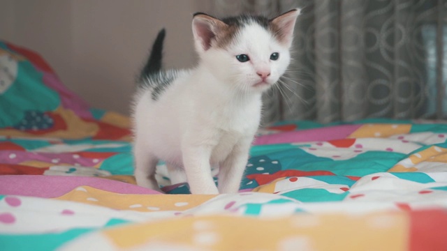 喵喵叫的小猫，彩色背景上的小猫。可爱的新生宠物，猫是喵视频素材