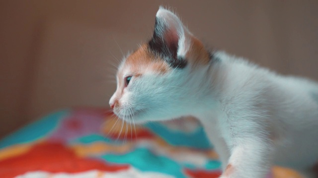 喵喵叫的小猫，彩色背景上的小猫。可爱的新生宠物，猫是喵视频素材