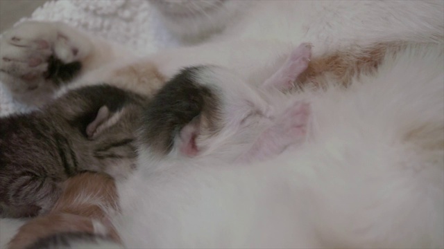 可爱的猫妈妈和她的孩子，小猫睡在一起，拥抱。视频素材