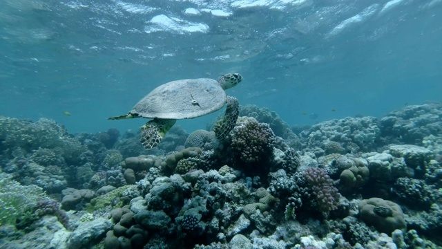 慢镜头，海龟慢慢地游过水面下的珊瑚礁。玳瑁海龟(Eretmochelys imbricata)水下射击。红海，阿布达布，马萨阿拉姆，埃及，非洲视频素材