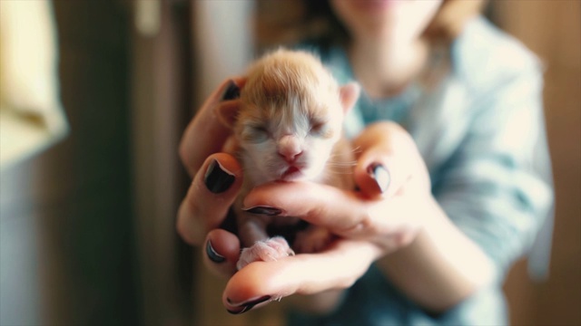 可爱的小猫在女人的手里。新生的小猫咪和人类的友谊，视频素材