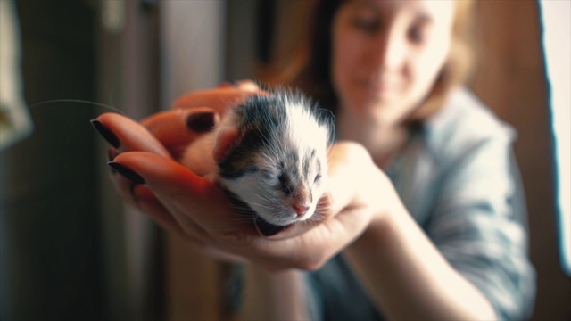 可爱的小猫在女人的手里。新生的小猫咪和人类的友谊，视频素材