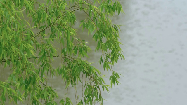 青柳枝叶在雨天荡漾，水波荡漾，4k镜头。视频素材