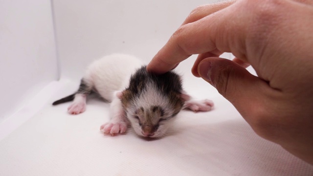 白色背景上的小猫。孤立的小猫，新生的小猫，小猫。视频素材