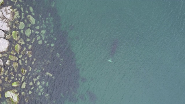 鸟瞰图的弓头鲸游泳在浅水附近的岩石海岸线在鄂霍次克海，俄罗斯。放大。视频素材