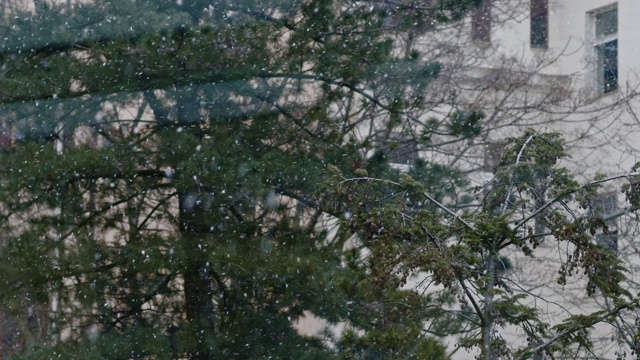 雪花慢动作地飘落在欧洲老式的房子和松树上视频素材