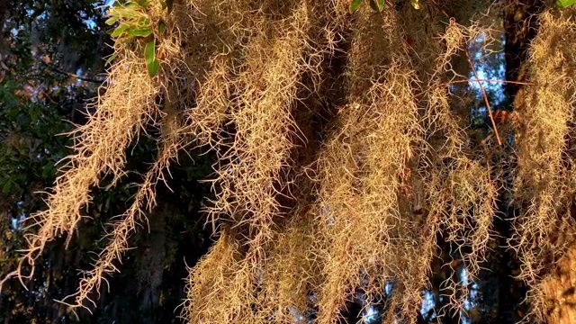 西班牙苔藓在风中吹拂的特写视频素材