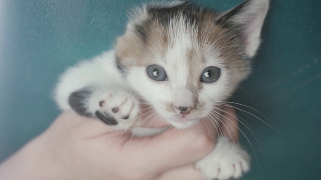 美丽，可爱的白色小猫肖像。视频素材