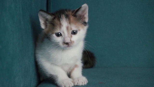 有趣的猫玩绳子。国内宠物视频素材