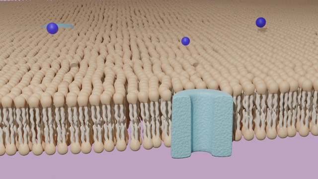 在脂质双层细胞膜上通过蛋白质通道的分子视频素材