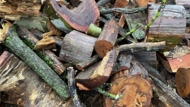 秋雨过后，一堆湿锯的圆木把树干和树枝都锯断了视频素材