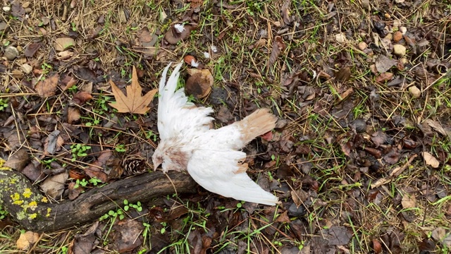 死鸽子躺在秋天公园的湿草地上，死白鸽特写。视频素材