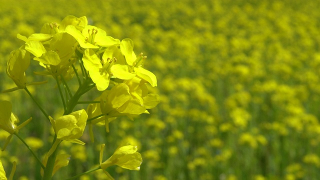 油菜花盛开的田野视频素材